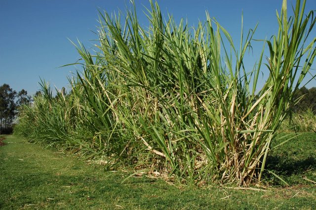 Napier grass in Debre Zeit, Ethiopia