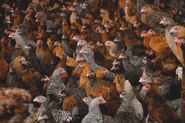 Poultry farming in Tanzania